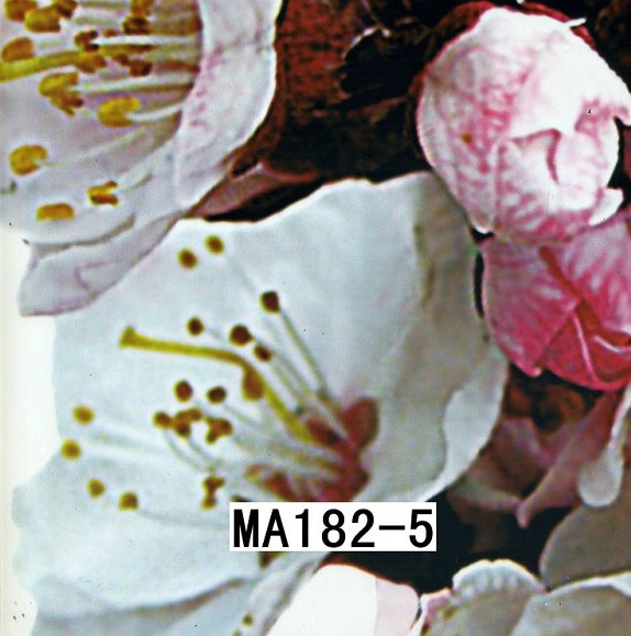 MA182-5 MA182-5
